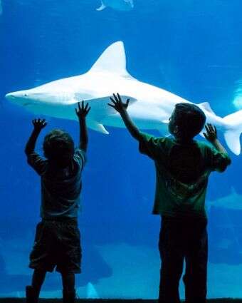 כריש סנפירתן במצפה התת-ימי באילת | פארק המצפה התת-ימי באילת כריש סנפירתן במצפה התת-ימי באילת | פארק המצפה התת-ימי באילת