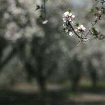 שקדיות | מרים צחי שקדיות | מרים צחי