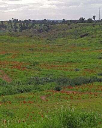 כלניות בקיבוץ רוחמה | צ'ק אין אאוט כלניות בקיבוץ רוחמה | צ'ק אין אאוט