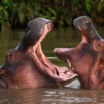 ההיפופוטמים של אסקובר בקולומביה | AFP ההיפופוטמים של אסקובר בקולומביה | AFP