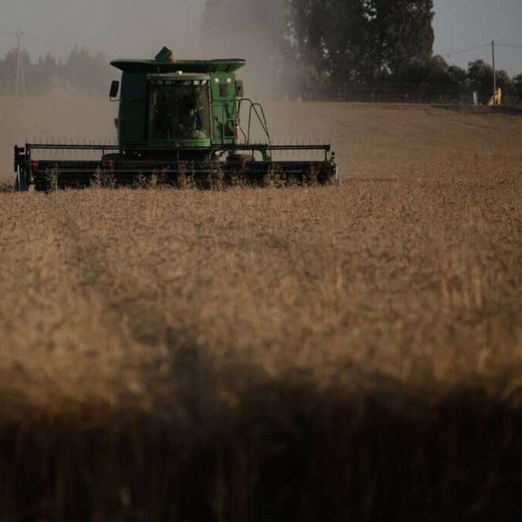 שדה חיטה | יהודה פרץ שדה חיטה | יהודה פרץ