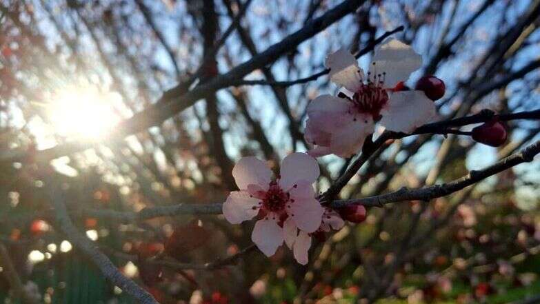 פריחת השזיף | יאיר קראוס פריחת השזיף | יאיר קראוס