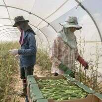 עובדים זרים בחממות בערבה | יוסי אלוני עובדים זרים בחממות בערבה | יוסי אלוני
