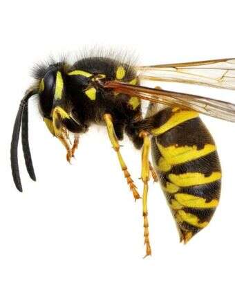 צרעה | שאטרסטוק צרעה | שאטרסטוק