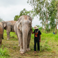 פילים בתאילנד | מסך מיוטיוב פילים בתאילנד | מסך מיוטיוב