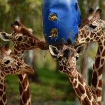 ג'ירפות בספארי רמת גן | תומר נויברג - פלאש 90 ג'ירפות בספארי רמת גן | תומר נויברג - פלאש 90