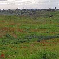 כלניות בקיבוץ רוחמה | צ'ק אין אאוט כלניות בקיבוץ רוחמה | צ'ק אין אאוט