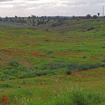 כלניות בקיבוץ רוחמה | צ'ק אין אאוט כלניות בקיבוץ רוחמה | צ'ק אין אאוט