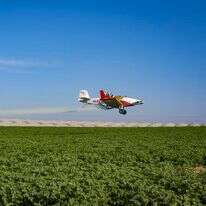 שדה פורח בגבול עזה, דצמבר 2025 | לירון מולדובן, פלאש 90 שדה פורח בגבול עזה, דצמבר 2025 | לירון מולדובן, פלאש 90