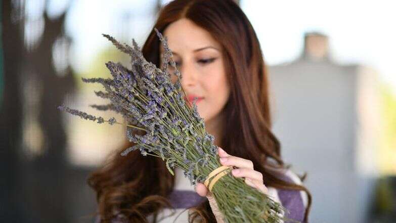 אישה מחזיקה לבנדר בחוות לבנדר ברמת הגולן | מנדי הכטמן/Flash90 אישה מחזיקה לבנדר בחוות לבנדר ברמת הגולן | מנדי הכטמן/Flash90