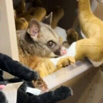 אופוסום חי במדף בובות בעלי החיים בחנות בנמל התעופה באוסטרליה | AP אופוסום חי במדף בובות בעלי החיים בחנות בנמל התעופה באוסטרליה | AP