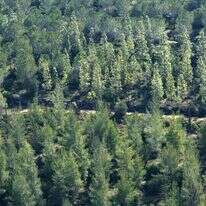 יער ירושלים, שנמצא באחריות קק"ל | נתי שוחט, פלאש 90 יער ירושלים, שנמצא באחריות קק"ל | נתי שוחט, פלאש 90