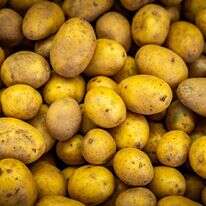 תפוחי אדמה | נתי שוחט, פלאש 90 תפוחי אדמה | נתי שוחט, פלאש 90