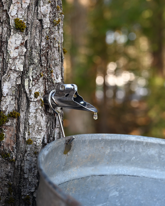 סוף מתוק דף הבית | גטי אימג'ס סוף מתוק דף הבית | גטי אימג'ס