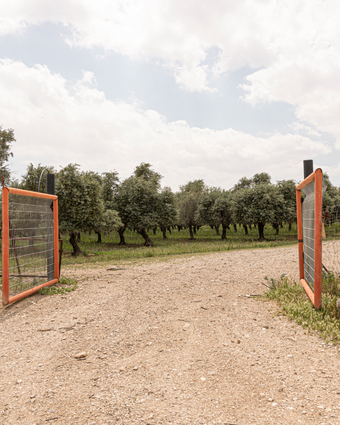בגן העדר דף הבית | נעמה שטרן בגן העדר דף הבית | נעמה שטרן