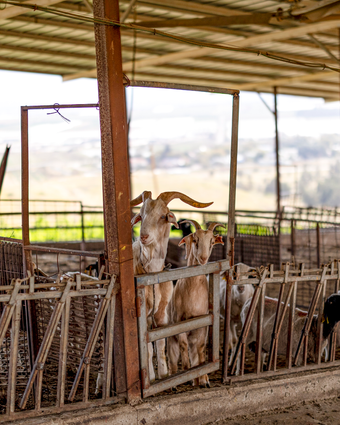 כוכב אחד ועז דף הבית | נעמה שטרן כוכב אחד ועז דף הבית | נעמה שטרן