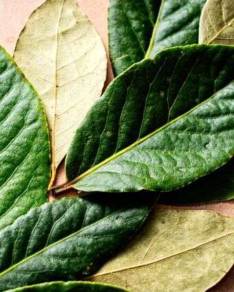 עלי דפנה יכולים לעשות הרבה, אם משתמשים בהם נכון | סקוט סוצ'מן עבור הוושינגטון פוסט עלי דפנה יכולים לעשות הרבה, אם משתמשים בהם נכון | סקוט סוצ'מן עבור הוושינגטון פוסט