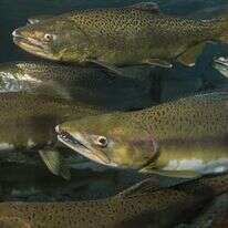 דגי סלמון | צילום מסך מיוטיוב דגי סלמון | צילום מסך מיוטיוב