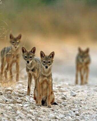 תנים בהרי ירושלים | חיים שוחט, פלאש 90 תנים בהרי ירושלים | חיים שוחט, פלאש 90