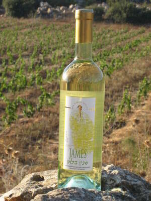 סוסון ים ג'יימס 2007 סוסון ים ג'יימס 2007