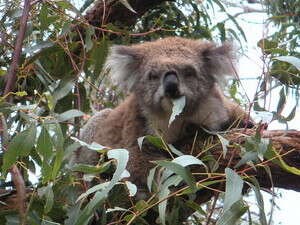 דב קואלה על עץ אקליפטוס. איכות העצים יורד דב קואלה על עץ אקליפטוס. איכות העצים יורד