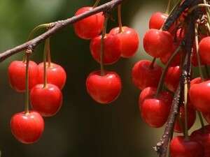 פריחת הדובדבן בישראל פריחת הדובדבן בישראל