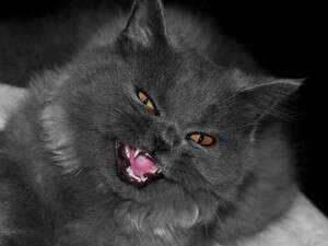 החתול חושף שיניים החתול חושף שיניים