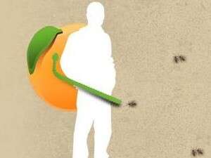 הדברה בריח תפוז הדברה בריח תפוז