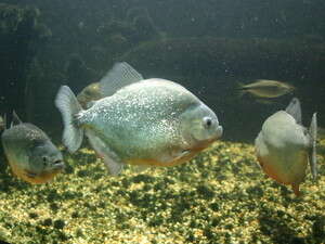 משהו לא טוב קורה לדגים משהו לא טוב קורה לדגים