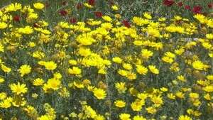 פריחה בדרום הארץ פריחה בדרום הארץ