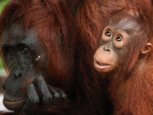 קופי האורנגטאון במזרח אסיה קופי האורנגטאון במזרח אסיה