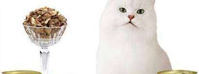 מזון לחתולים של נסטלה- פורינה
צילום: יחסי ציבור