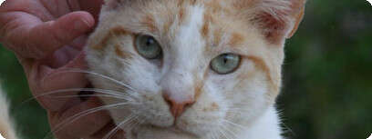 ג'יי-לם
רחל קביץ