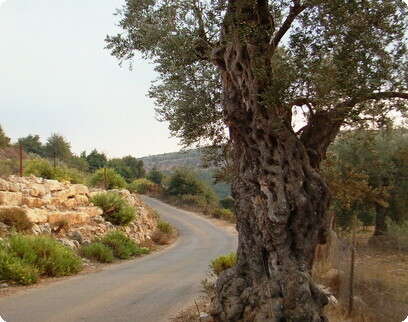 דובי זכאי דובי זכאי