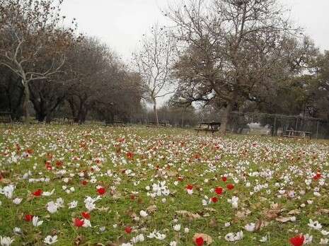 צילום: רשות הטבע והגנים צילום: רשות הטבע והגנים