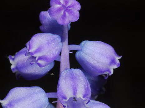צילום: הגן הבוטני ירושלים צילום: הגן הבוטני ירושלים