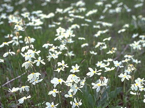 צילום: הגן הבוטני ירושלים צילום: הגן הבוטני ירושלים