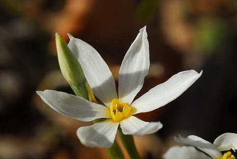 צילום: הגן הבוטני ירושלים צילום: הגן הבוטני ירושלים
