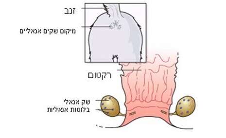 איור באדיבות ד''ר סמדר טל איור באדיבות ד''ר סמדר טל