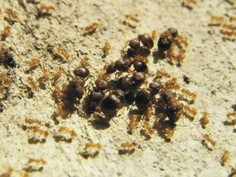 צילום: יגאל לוי צילום: יגאל לוי