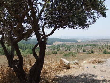 צילום: דובי זכאי צילום: דובי זכאי