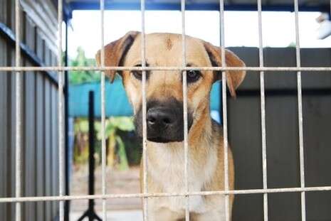 צילום: יוסי שמלה צילום: יוסי שמלה