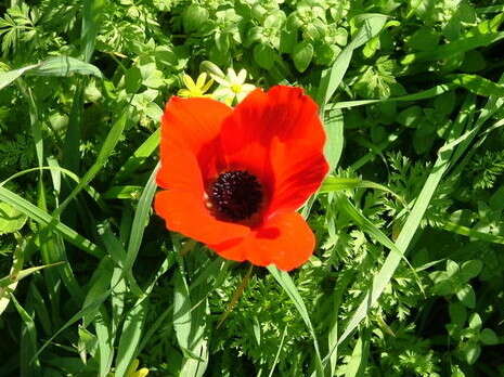 דובי זכאי דובי זכאי