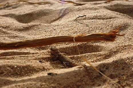 צילום באדיבות מגמה ירוקה צילום באדיבות מגמה ירוקה