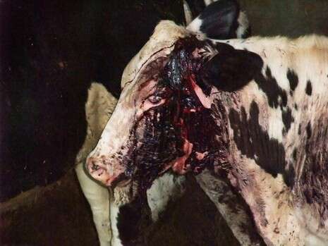 באדיבות תנו לחיות לחיות באדיבות תנו לחיות לחיות