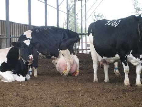 צילום באדיבות תנו לחיות לחיות צילום באדיבות תנו לחיות לחיות