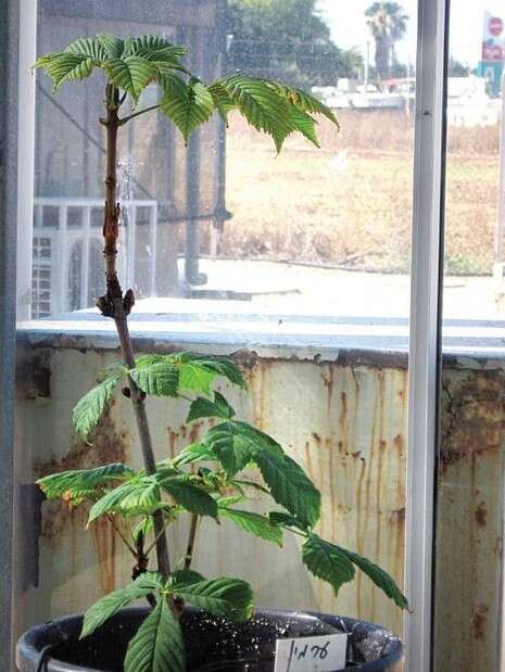 צילום: אלי סלומון צילום: אלי סלומון