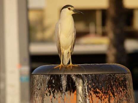 צילום: רענן כהן צילום: רענן כהן