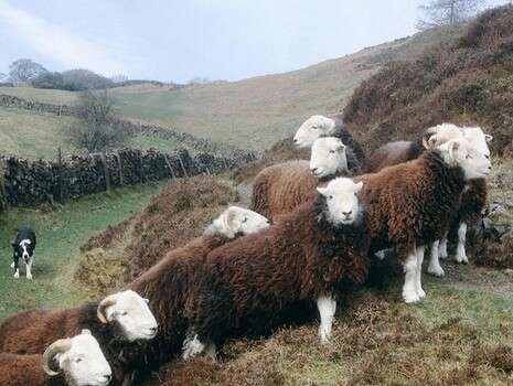  Herdwick Shepherd