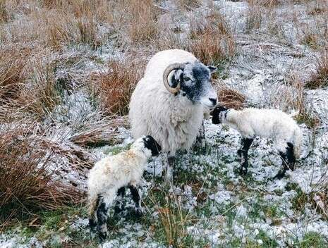  Herdwick Shepherd